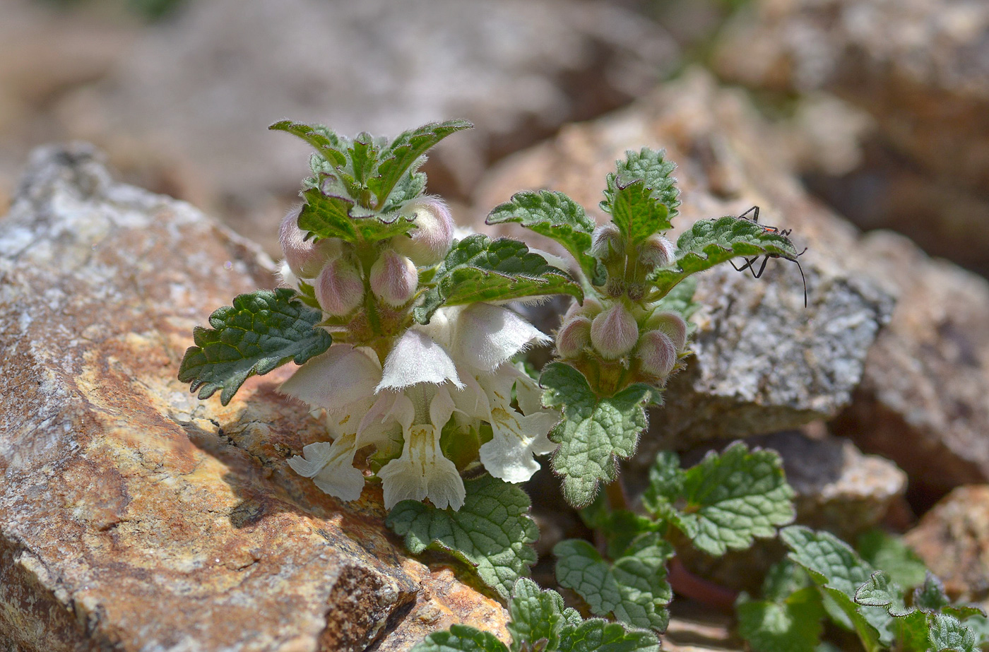 Image of Lamium tomentosum specimen.