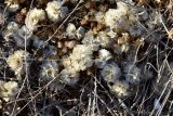Paronychia cephalotes