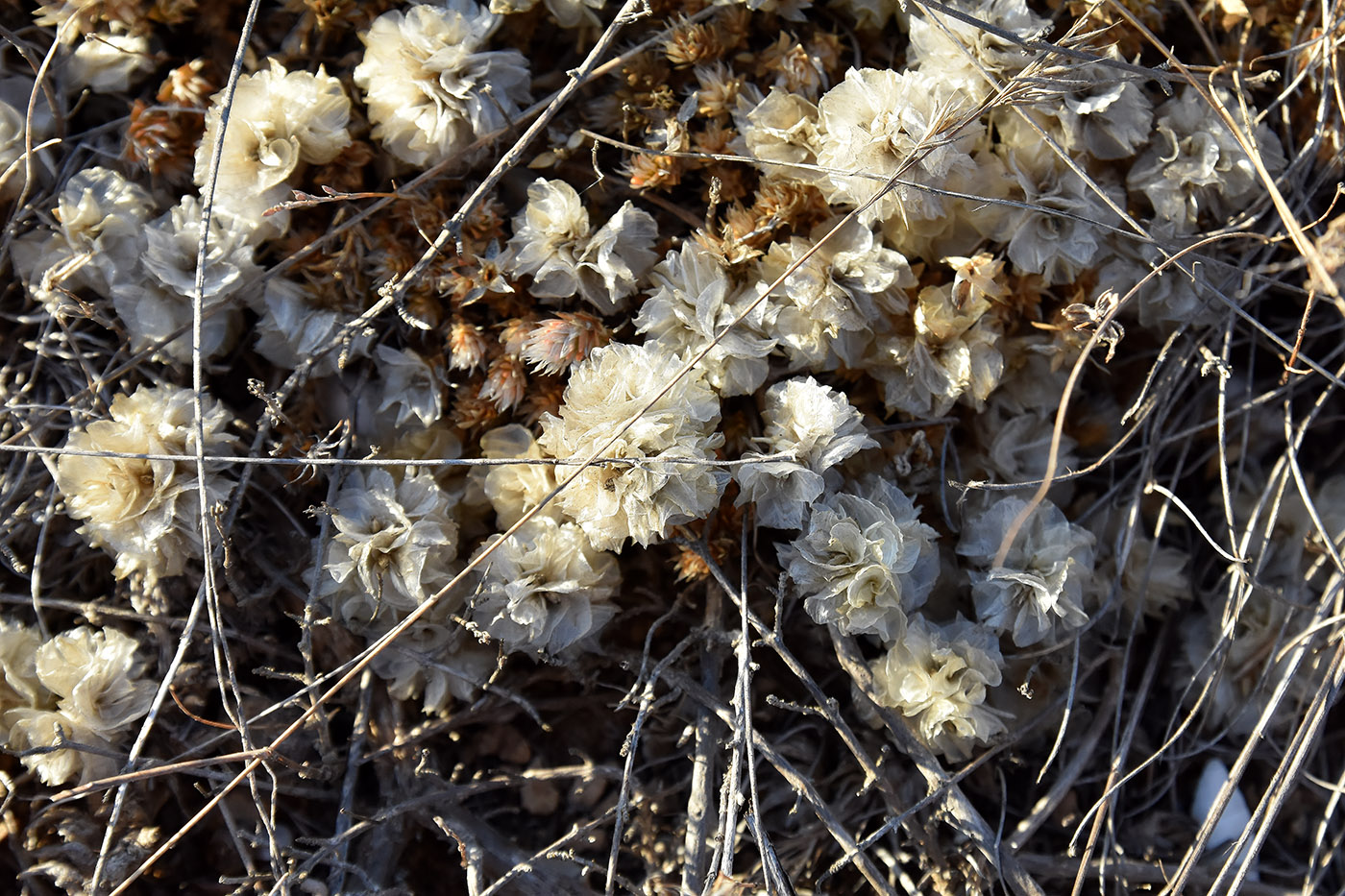 Изображение особи Paronychia cephalotes.