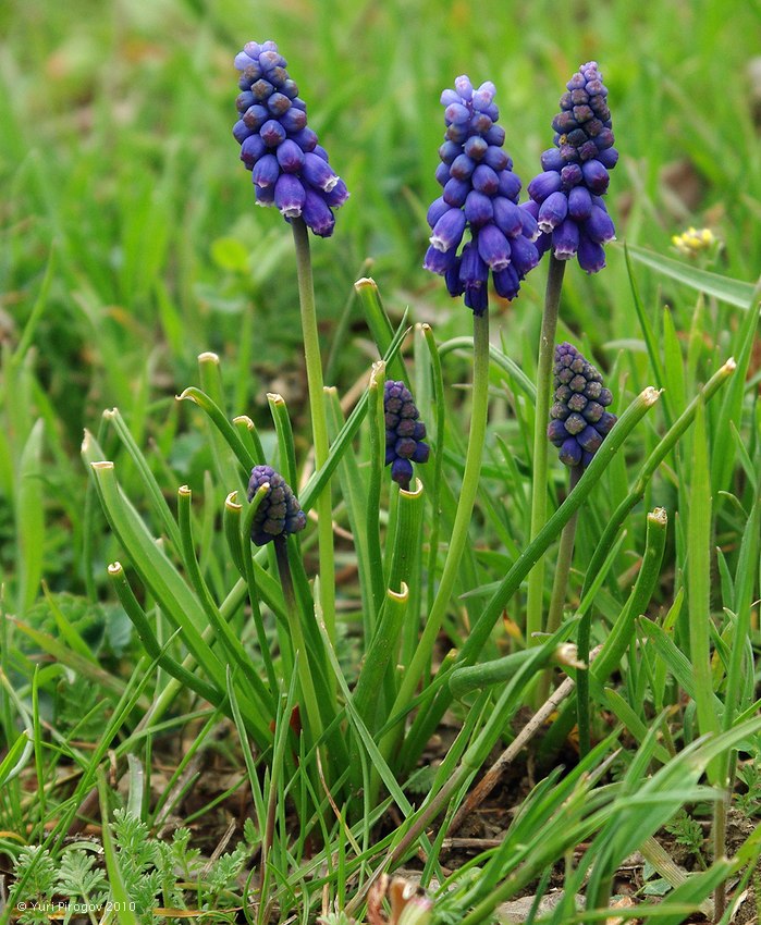 Изображение особи Muscari armeniacum.