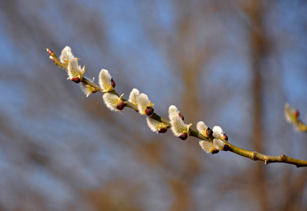 Image of Salix caprea specimen.