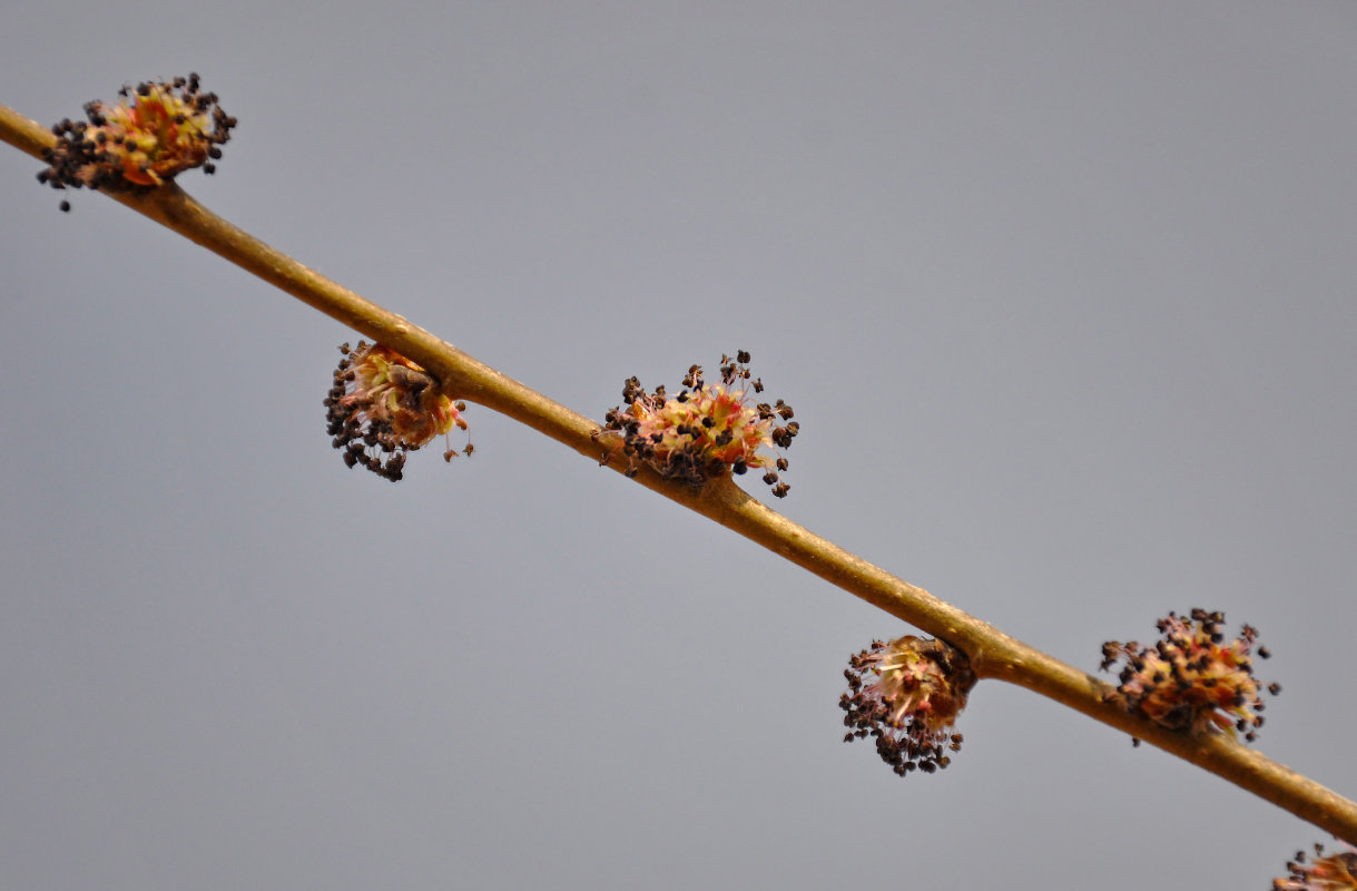 Изображение особи Ulmus pumila.