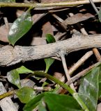 genus Myoporum