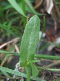 Crepis micrantha. Лист. Северная Осетия, юж. окр. г. Владикавказ, рудеральное место. 08.08.2021.