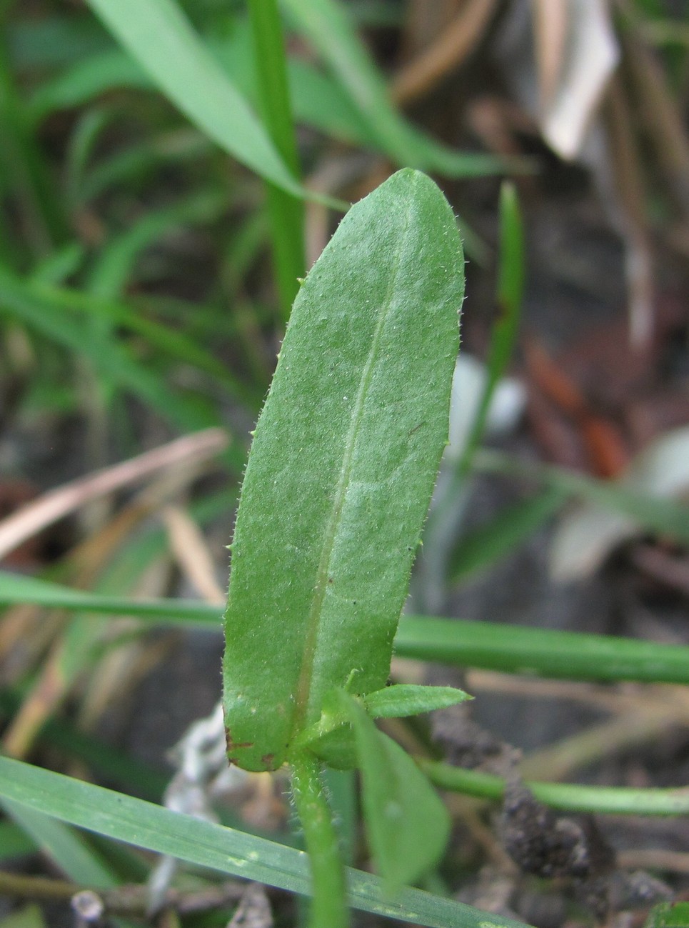 Изображение особи Crepis micrantha.