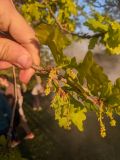 Quercus robur. Ветвь с соцветиями. Республика Молдова, Единецкий р-н, заповедник \"La Castel\", дубовая роща. 10 мая 2021 г.