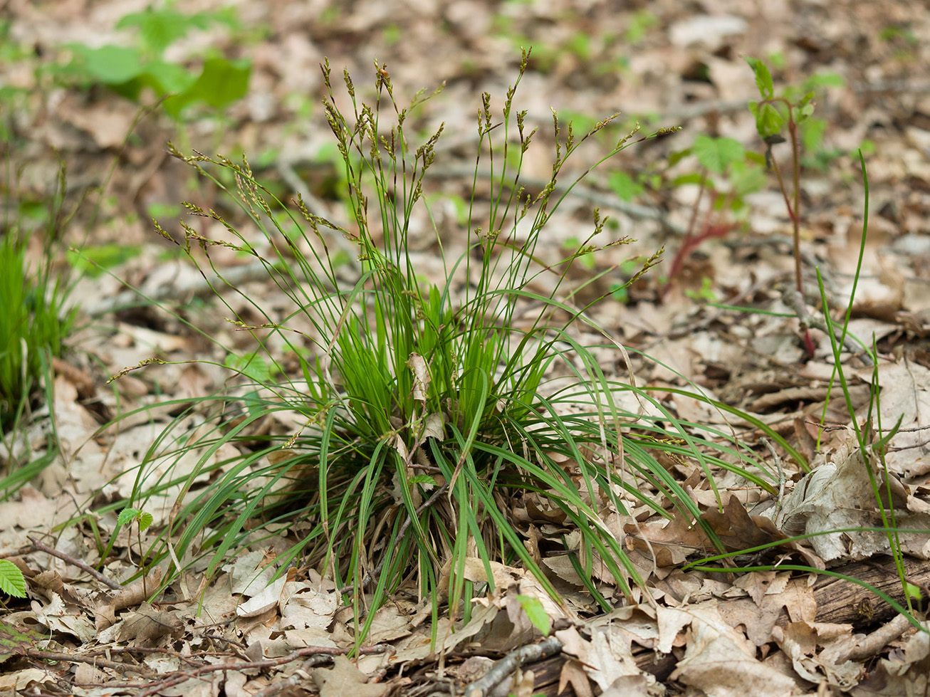 Image of Carex digitata specimen.