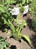 Eucomis bicolor