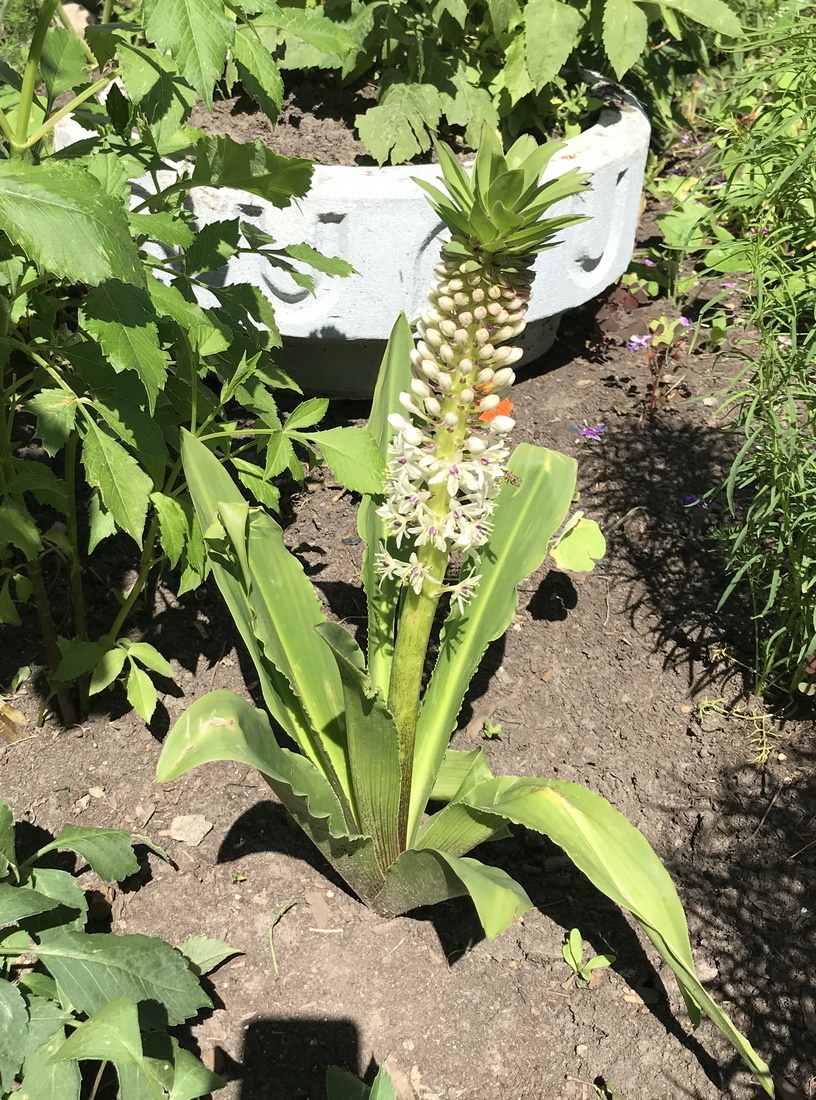 Image of Eucomis bicolor specimen.