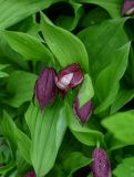 Cypripedium × ventricosum. Бутоны и листья. Красноярский край, Берёзовский р-н, долина р. Мана, сосново-берёзовый лес. 06.06.2022.