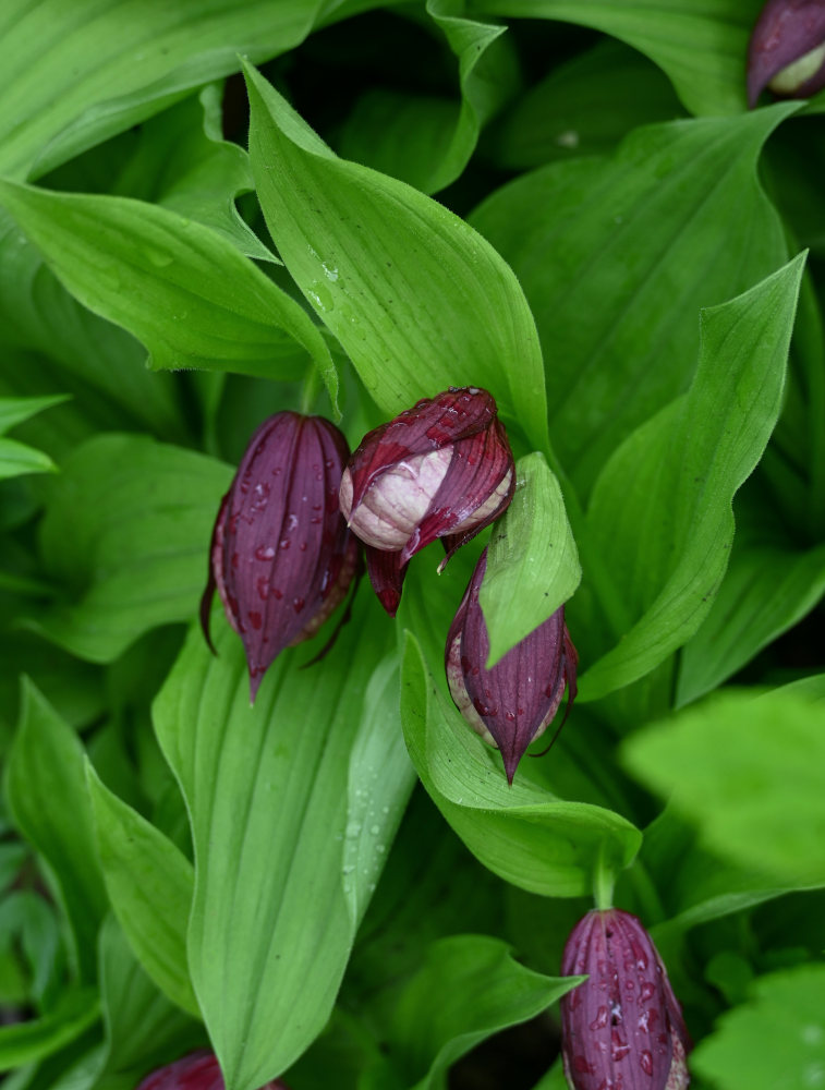 Image of Cypripedium &times; ventricosum specimen.