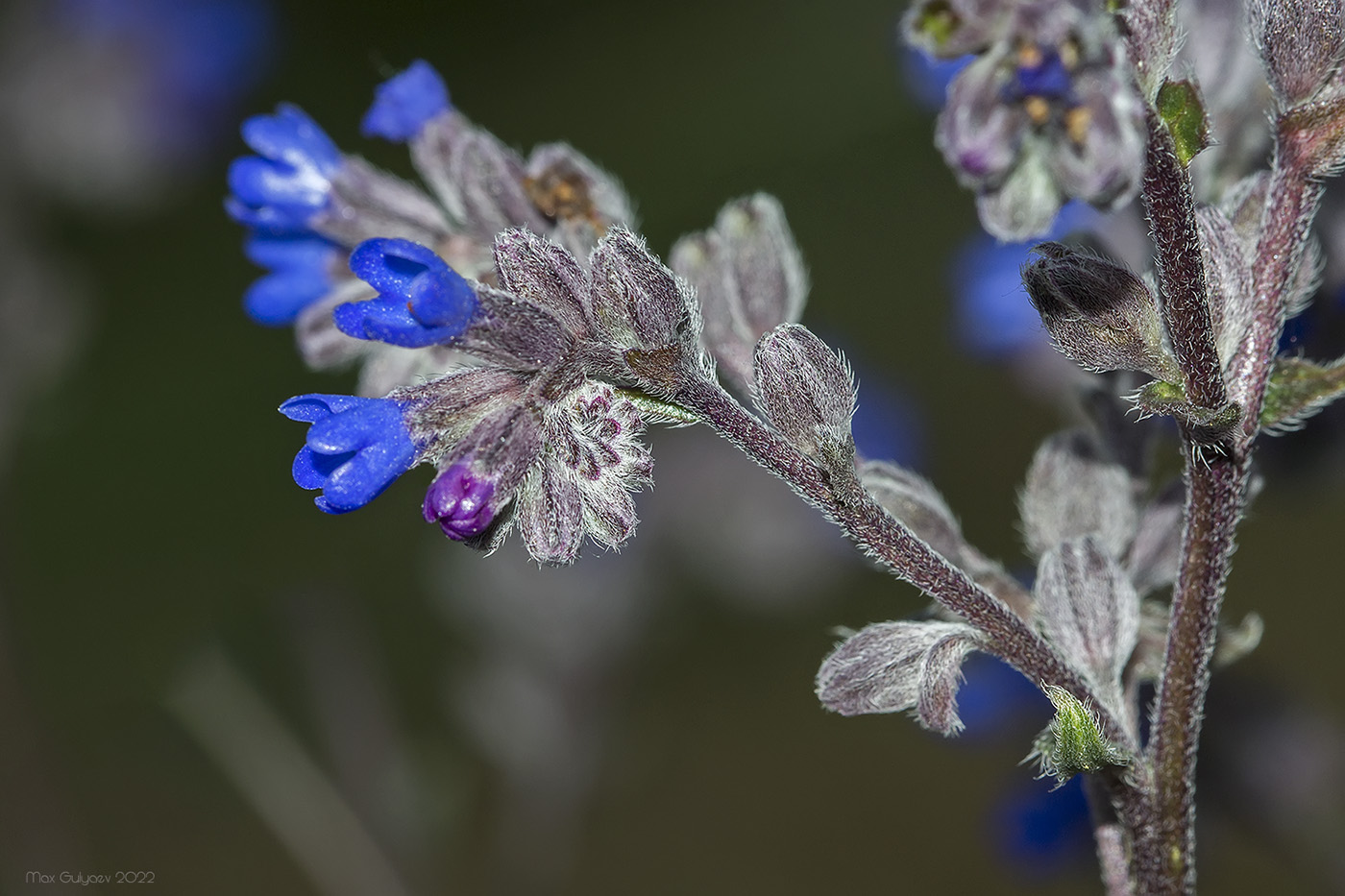 Image of Anchusa leptophylla specimen.