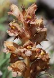 Orobanche alba subspecies xanthostigma. Верхушка соцветия. Дагестан, Левашинский р-н, окр. с. Цудахар, каменистый склон. 29 мая 2022 г.