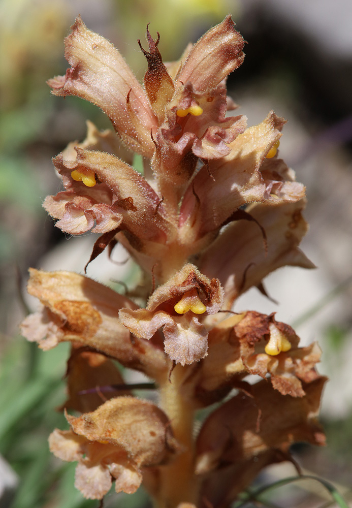 Image of Orobanche alba ssp. xanthostigma specimen.