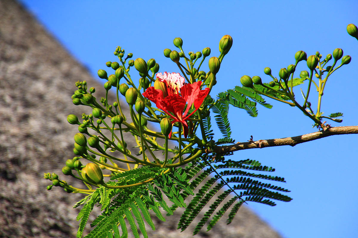 Image of Delonix regia specimen.