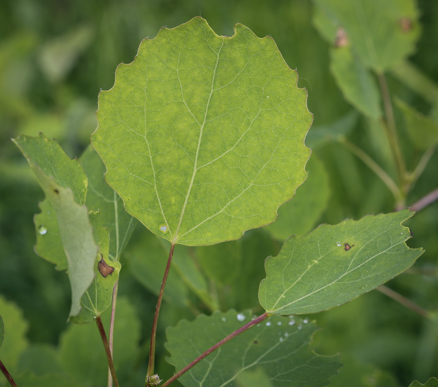 Изображение особи Populus tremula.