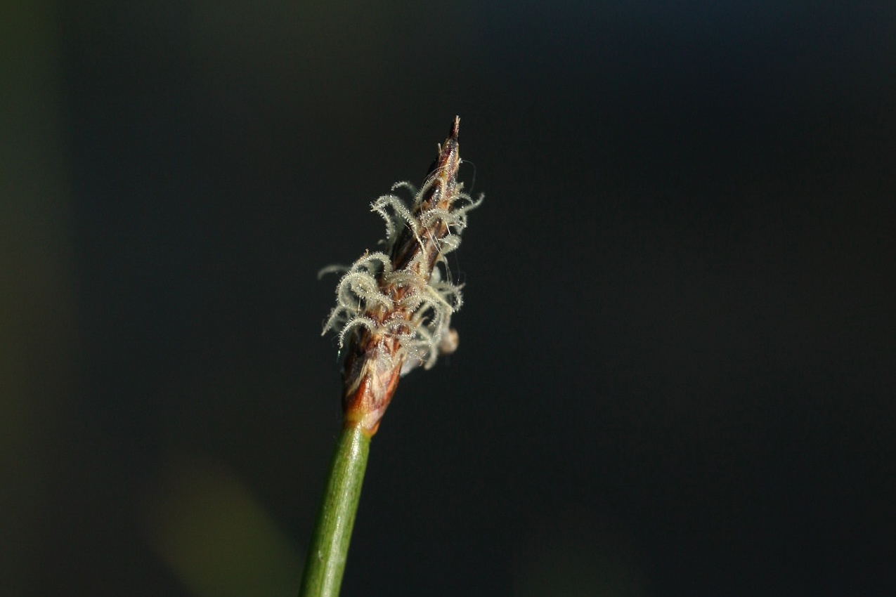 Image of genus Eleocharis specimen.