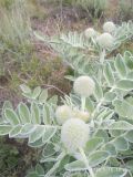 Astragalus eximius