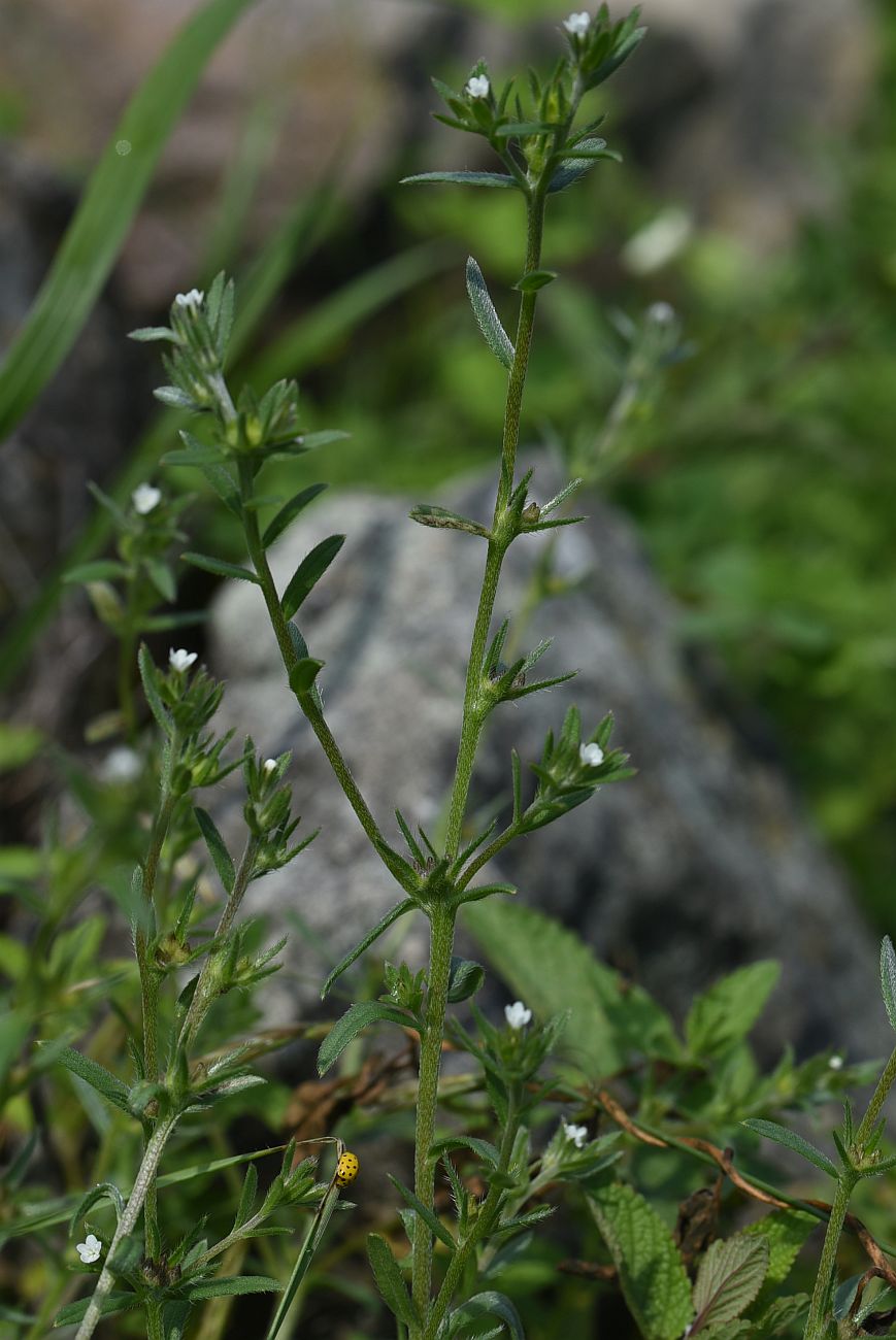 Image of Buglossoides arvensis specimen.