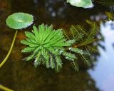 Myriophyllum aquaticum. Побег. Крым, Южный Берег, Никитский ботанический сад, в культуре. 29.10.2021.