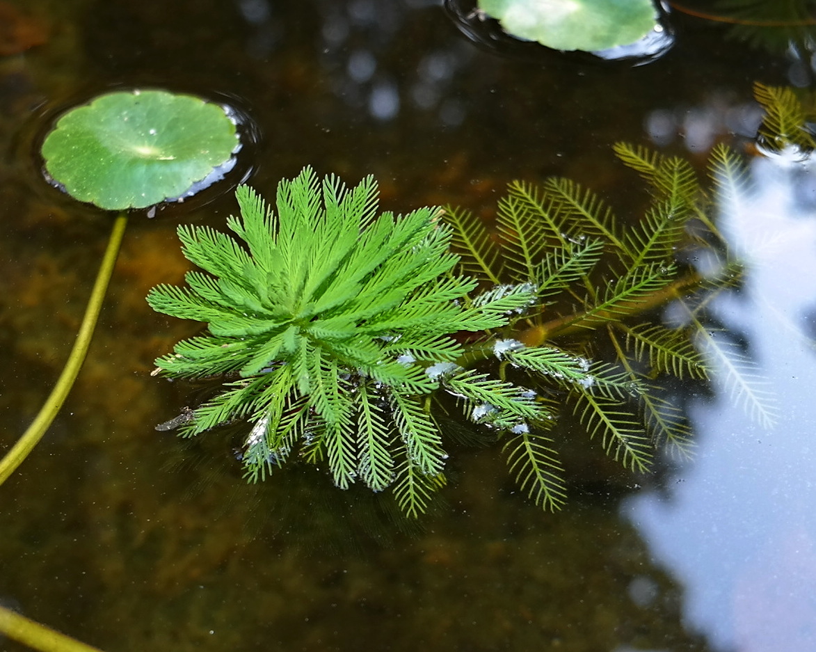 Image of Myriophyllum aquaticum specimen.