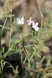 Vicia tetrasperma