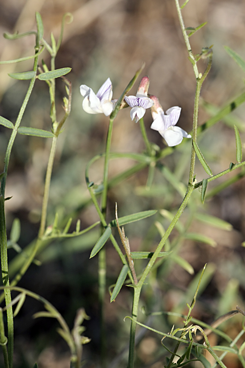 Image of Vicia tetrasperma specimen.