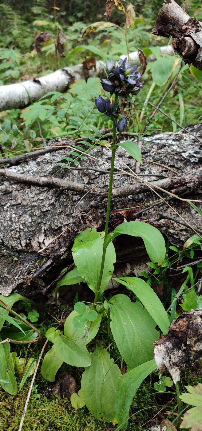 Image of Swertia obtusa specimen.