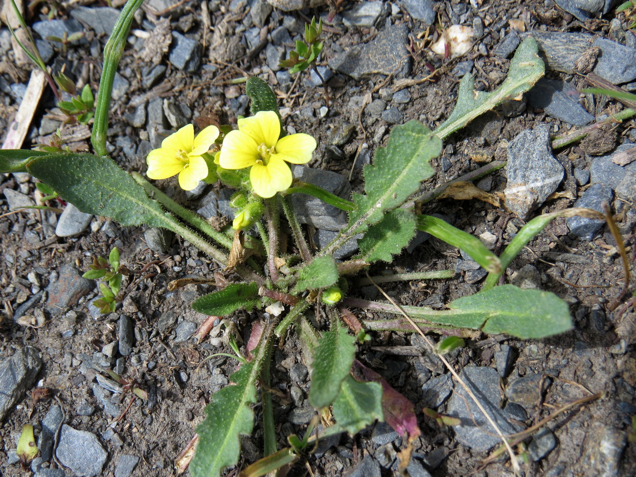 Изображение особи Chorispora macropoda.