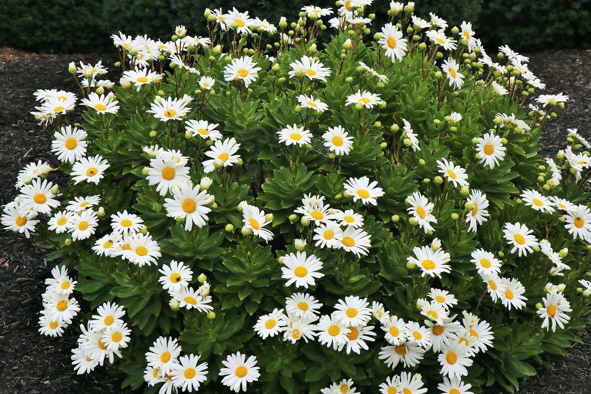 Image of Nipponanthemum nipponicum specimen.