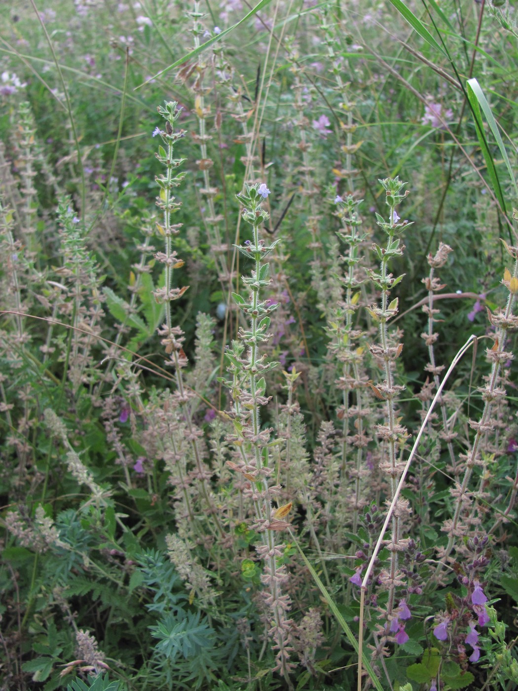 Image of Ziziphora acinos specimen.