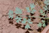 Corydalis sangardanica