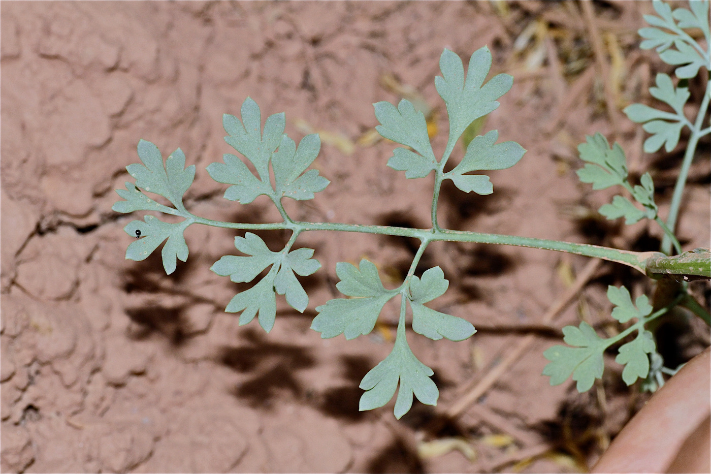 Изображение особи Corydalis sangardanica.