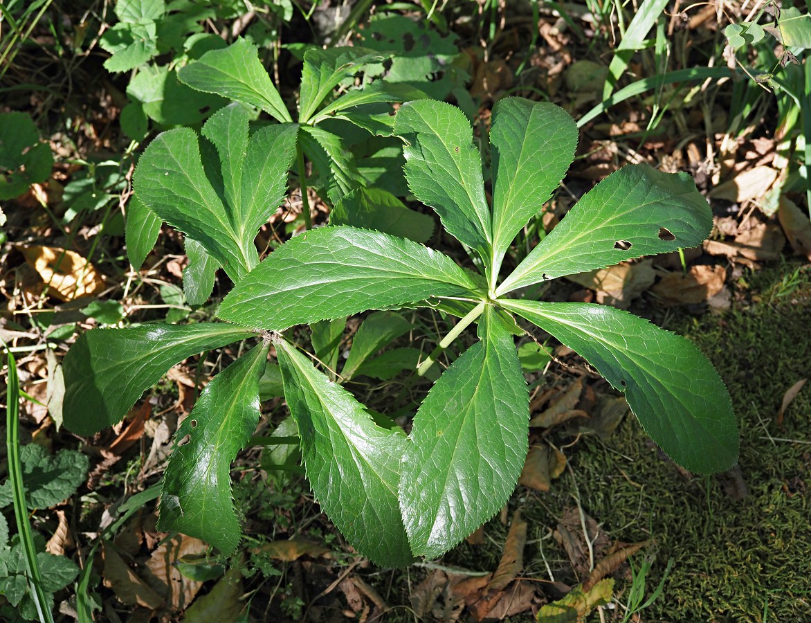 Image of Helleborus caucasicus specimen.