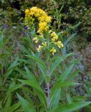 Solidago gigantea