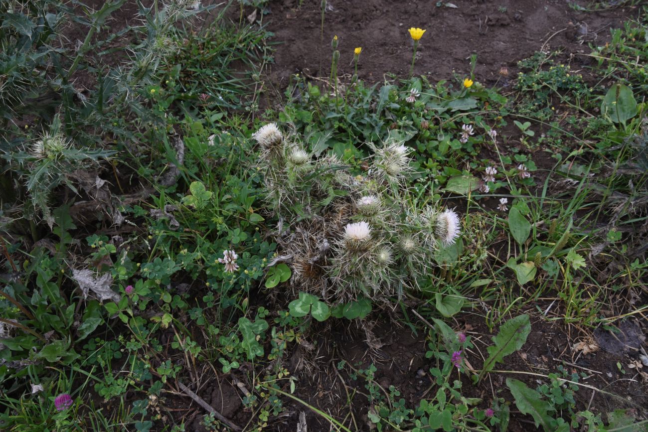 Изображение особи Cirsium echinus.