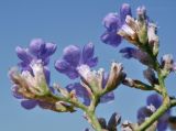 Limonium scoparium. Часть соцветия (вид снизу). Крым, Сакский р-н, окр. пос. Прибрежное, берег оз. Сасык. 09.09.2019.