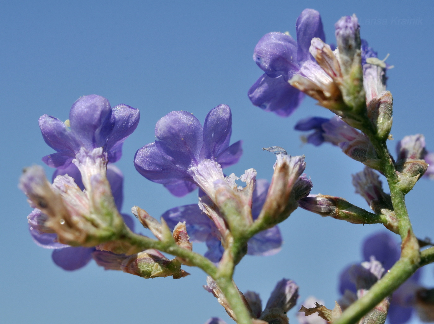 Изображение особи Limonium scoparium.