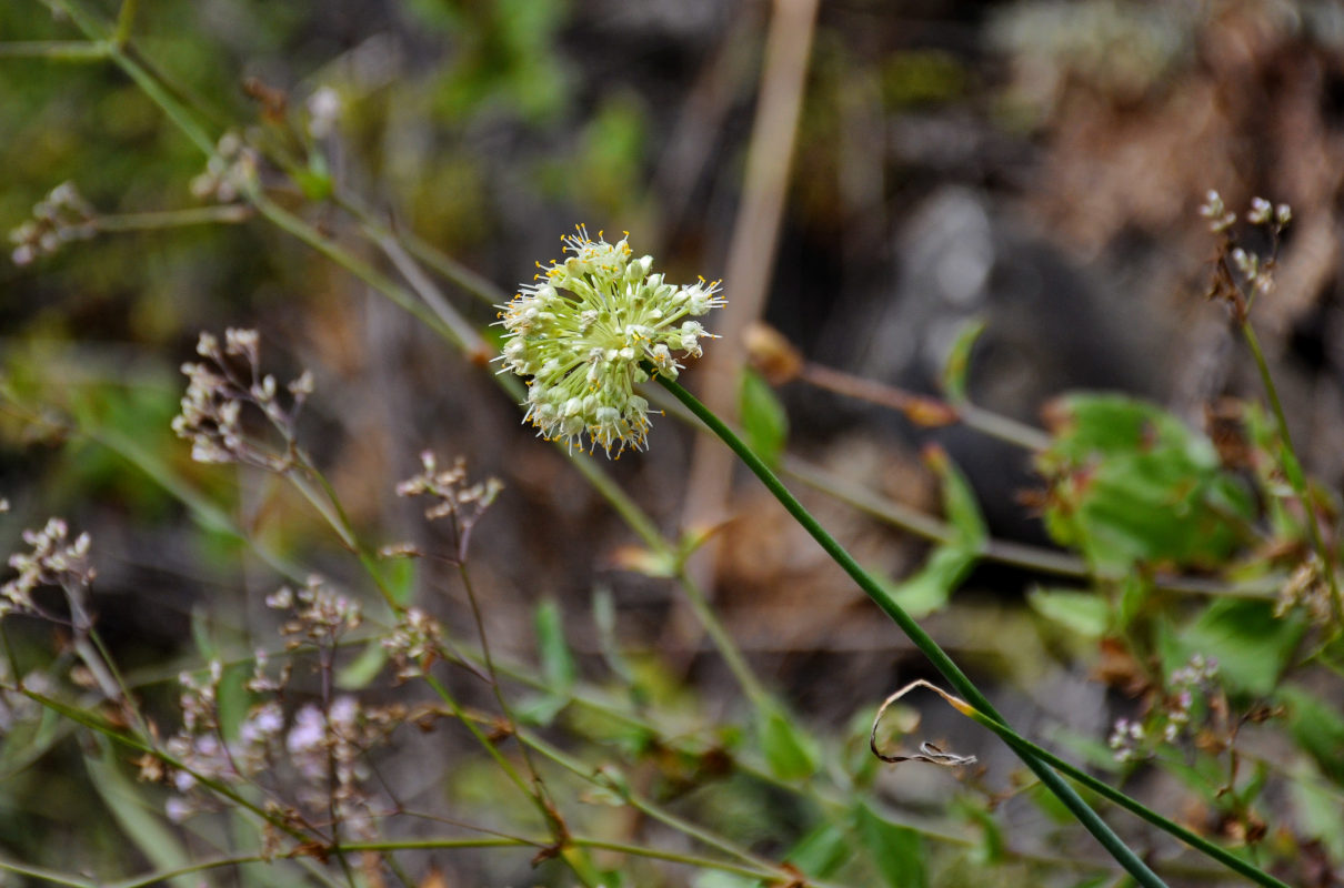 Image of Allium condensatum specimen.