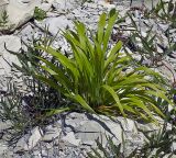 Brachypodium sylvaticum ssp. pubescens