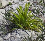 Brachypodium subspecies pubescens