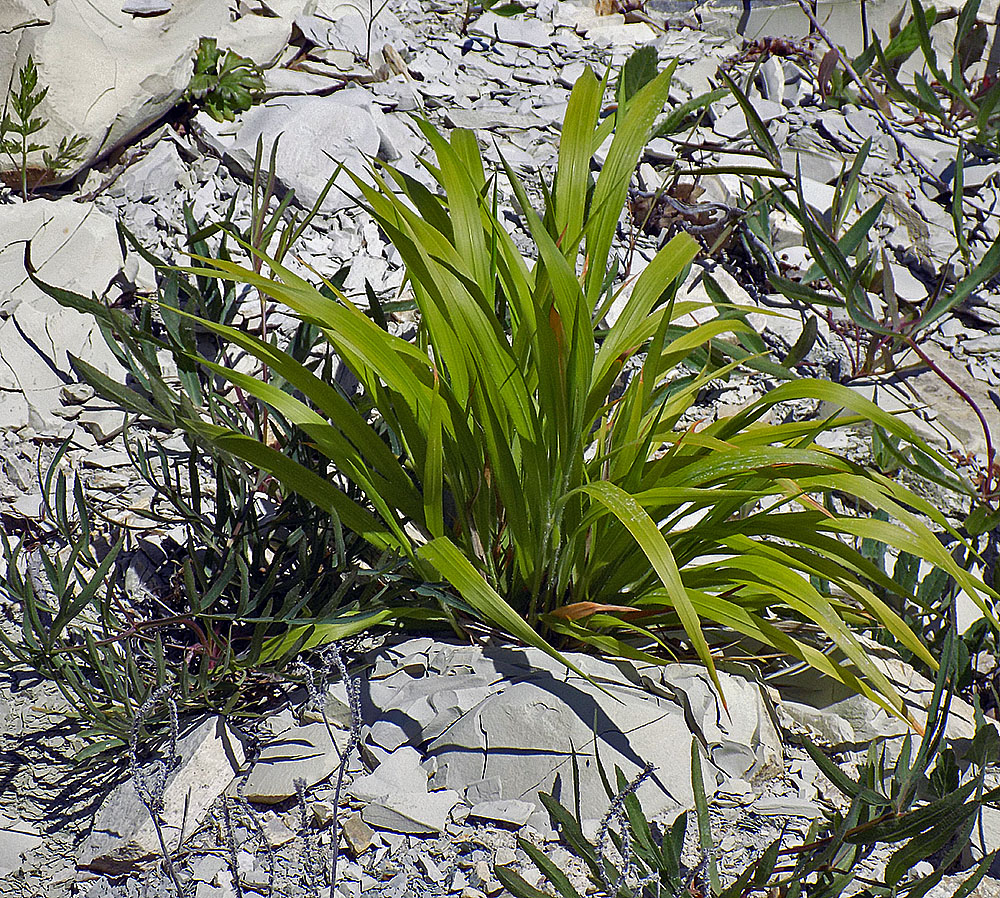Image of Brachypodium sylvaticum ssp. pubescens specimen.