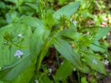 Veronica anagallis-aquatica. Верхушки цветущих растений. Тверская обл., Кимрский р-н, влажный овраг в лесистой части дамбы Иваньковского вдхр. 08.06.2022.