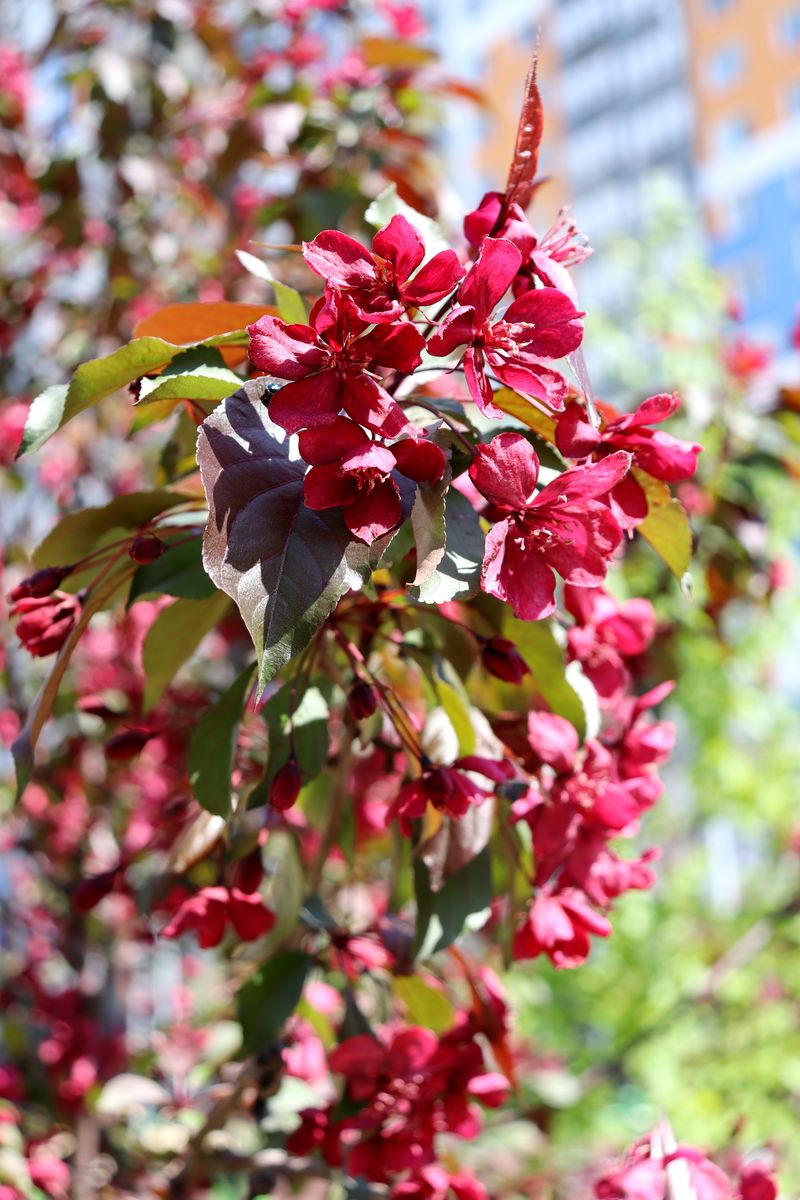 Image of Malus niedzwetzkyana specimen.