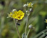 род Potentilla. Часть соцветия. Приморский край, Уссурийский гор. округ, окр. с. Монакино, луг на небольшой сопке. 11.06.2023.