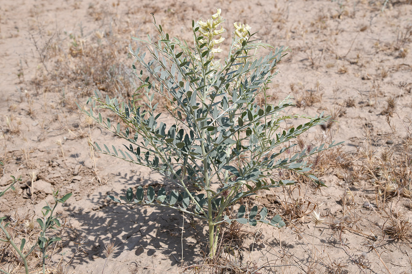 Изображение особи Goebelia pachycarpa.
