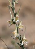 Delphinium rugulosum. Часть соцветия. Узбекистан, Наманганская обл., Папский р-н, 15 км СЗЗ г. Пап, глинистый склон. 20 мая 2023 г.