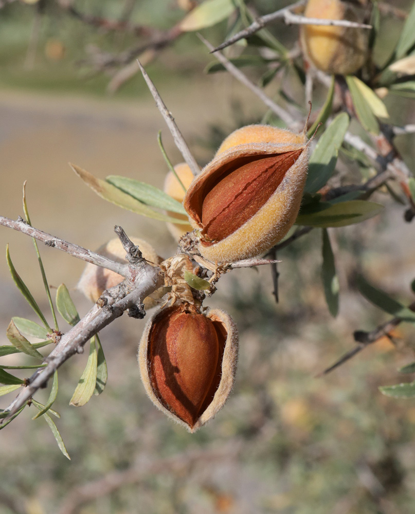 Image of Amygdalus spinosissima specimen.