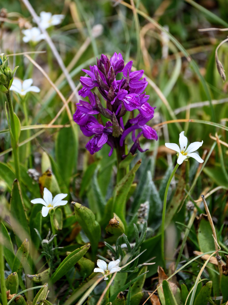 Изображение особи Dactylorhiza umbrosa.