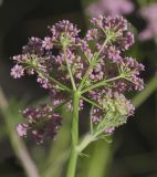 Image of taxon representative. Author is Владимир Семашко